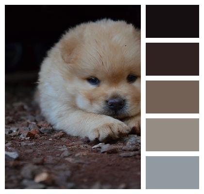Puppy Chow Chow Chow Chow Image